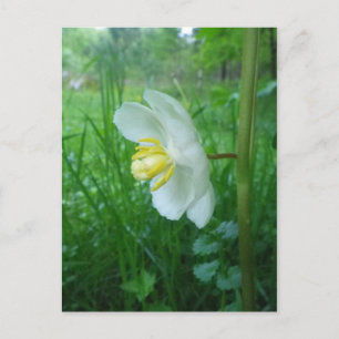 Cartão Postal May Apple blosom postcard