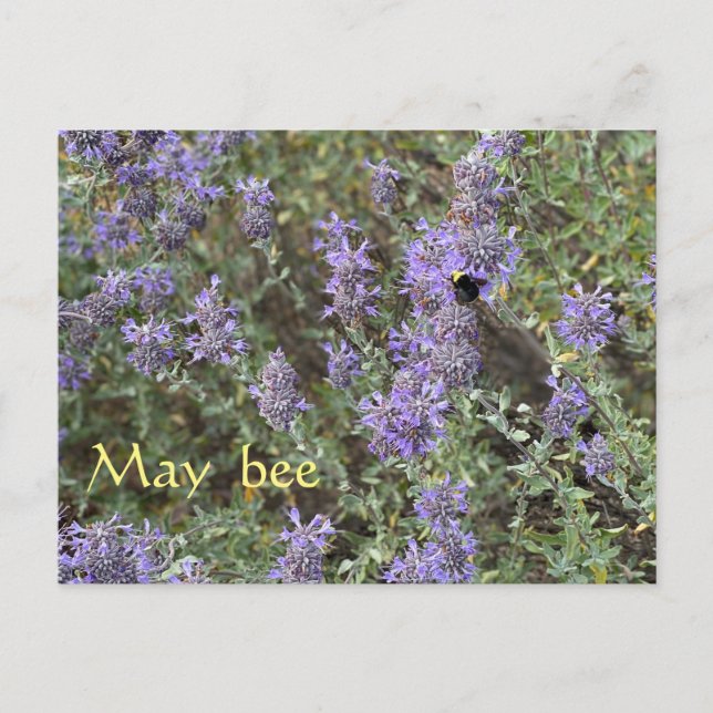 Cartão Postal May Bee (Frente)