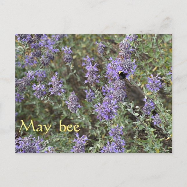 Cartão Postal May Bee (Frente)