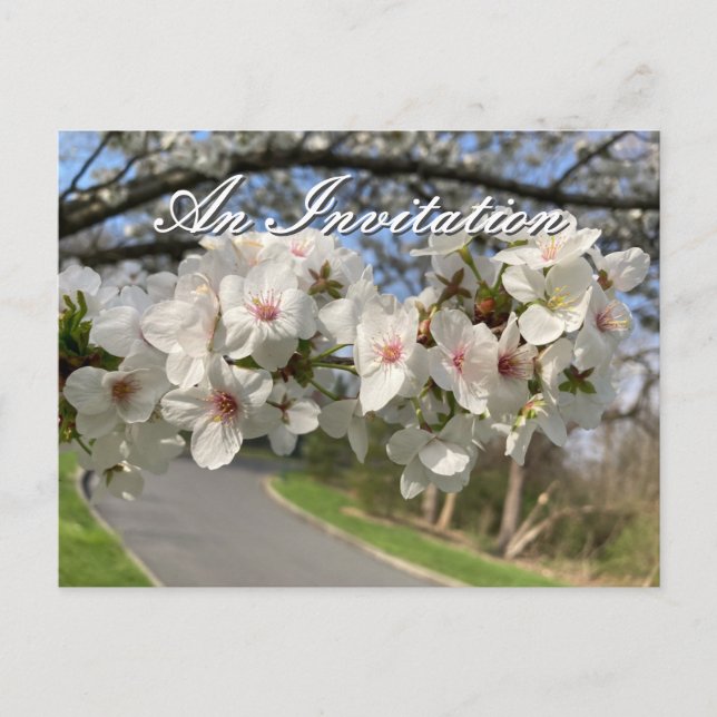 Cartão Postal May Flowers Invitation Postcard (Frente)