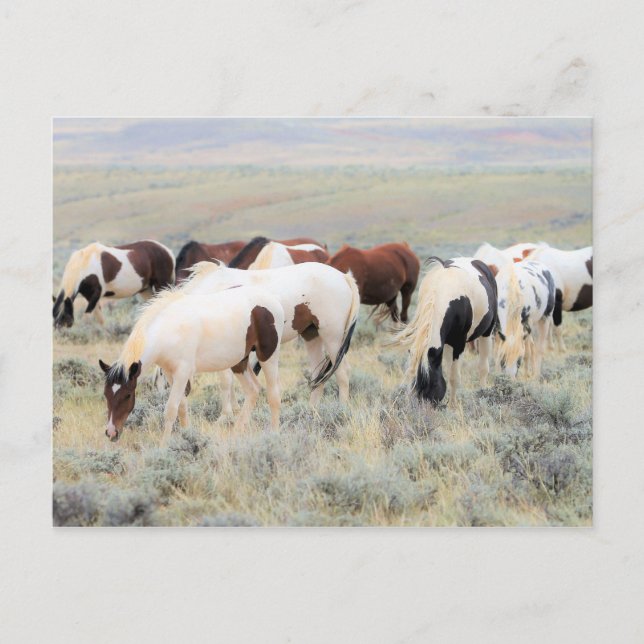 Cartão Postal McCullough Peaks Cavalos Selvagens (Frente)