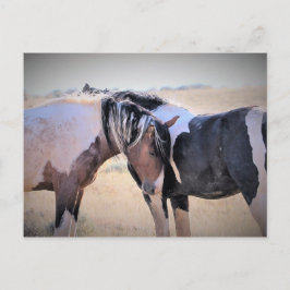 Cartão Postal McCullough Peaks Cavalos Selvagens