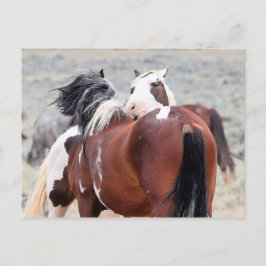 Cartão Postal McCullough Peaks Cavalos Selvagens