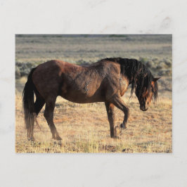 Cartão Postal McCullough Peaks Cavalos Selvagens