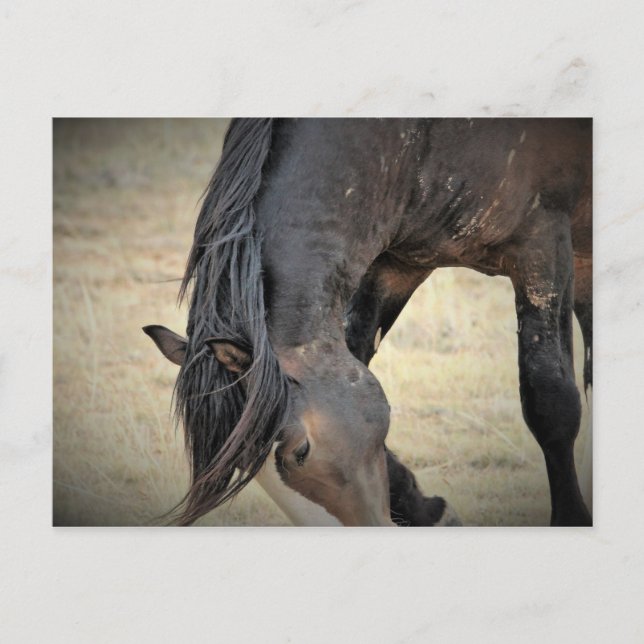 Cartão Postal McCullough Peaks Cavalos Selvagens (Frente)