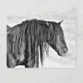 Cartão Postal McCullough Peaks Cavalos Selvagens