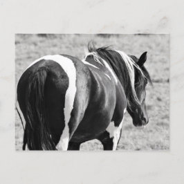 Cartão Postal McCullough Peaks Cavalos Selvagens