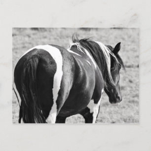 Cartão Postal McCullough Peaks Cavalos Selvagens