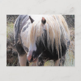 Cartão Postal McCullough Peaks Cavalos Selvagens