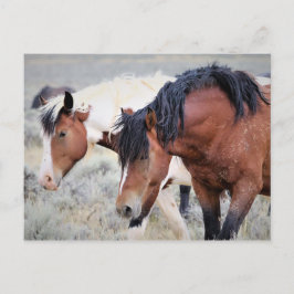 Cartão Postal McCullough Peaks Cavalos Selvagens