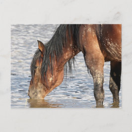 Cartão Postal McCullough Peaks Cavalos Selvagens