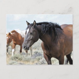 Cartão Postal McCullough Peaks Cavalos Selvagens