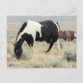 Cartão Postal McCullough Peaks Cavalos Selvagens