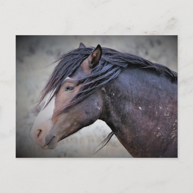 Cartão Postal McCullough Peaks Cavalos Selvagens (Frente)