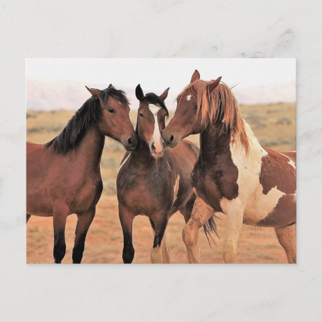Cartão Postal McCullough Peaks Cavalos Selvagens (Frente)