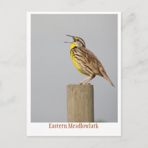 Cartão Postal Meadlowlark Oriental