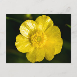 Cartão Postal Meadow Butterc