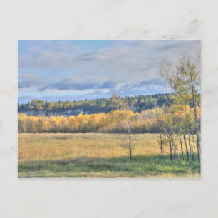 Cartão Postal Meadow com Aspens