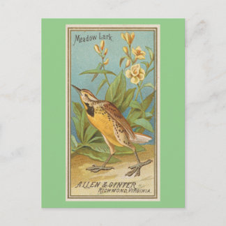 Cartão Postal Meadow Lark