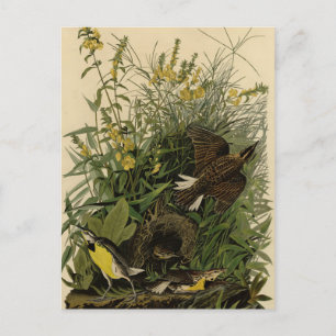 Cartão Postal Meadow Lark do Pássaros da América de Audubon