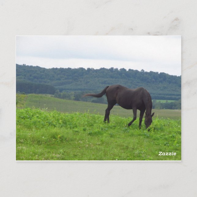 Cartão Postal Meadow of Love (Verso)