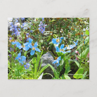 Cartão Postal Meconopsis betonicifolia [Cartão postal] ポ ス ト ド