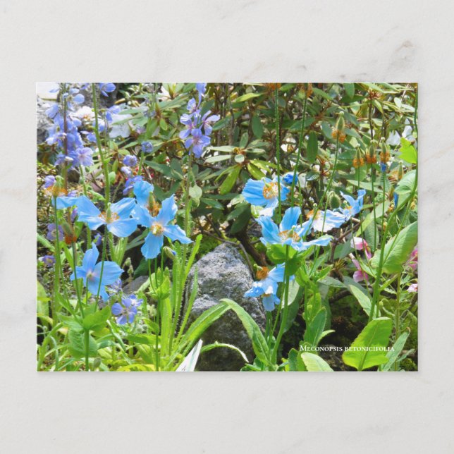 Cartão Postal Meconopsis betonicifolia [Cartão postal] ポ ス ト ド (Frente)