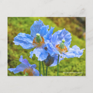 Cartão Postal Meconopsis betonicifolia [Cartão postal] ポ ス ト ド