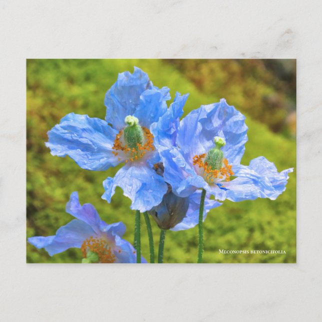 Cartão Postal Meconopsis betonicifolia [Cartão postal] ポ ス ト ド (Frente)
