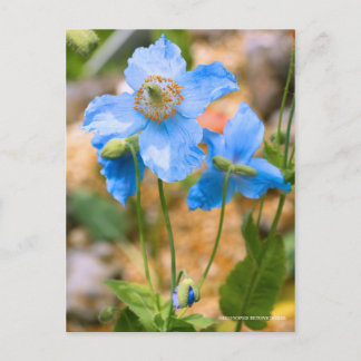 Cartão Postal Meconopsis betonicifolia [Postcard] ポストカード