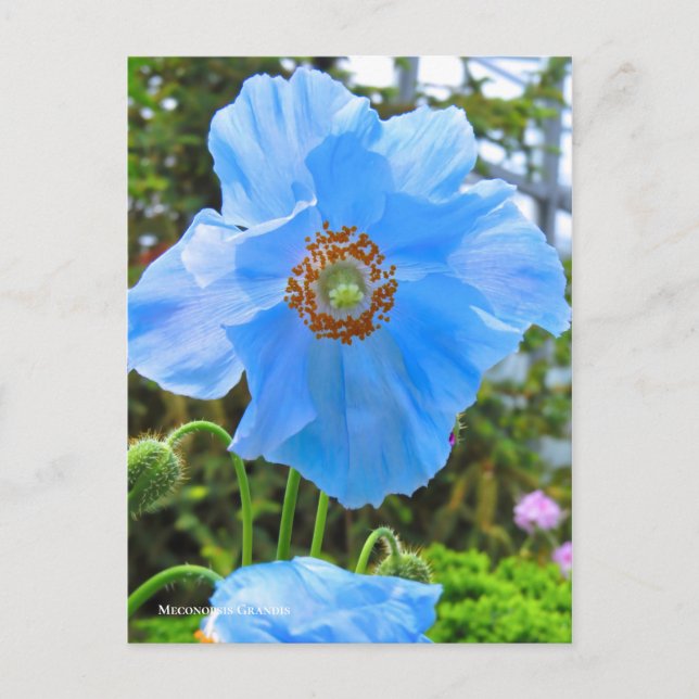 Cartão Postal Meconopsis grandis [Cartão postal] ポ ス ト Equipe カ (Frente)