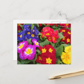 Cartão Postal Medalha Floral Colorida do Springtime de Primulas