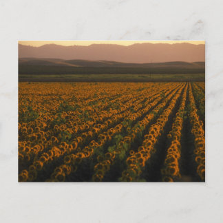 Cartão Postal MeddockPhoto_PostCard_Art