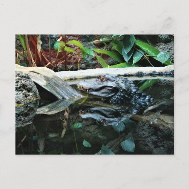 Cartão Postal medidor crocodilo (Frente)