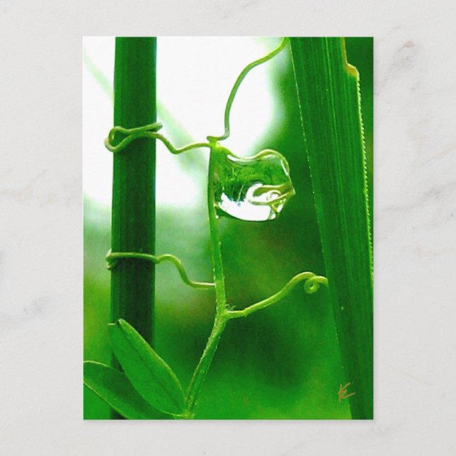 Cartão Postal Meditação de Tolo, Tarô na Natureza (Frente)