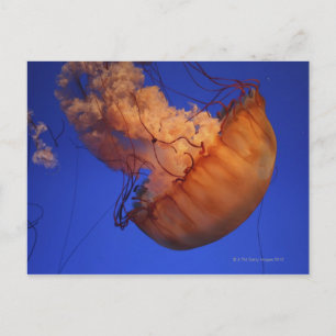 Cartão Postal medusa