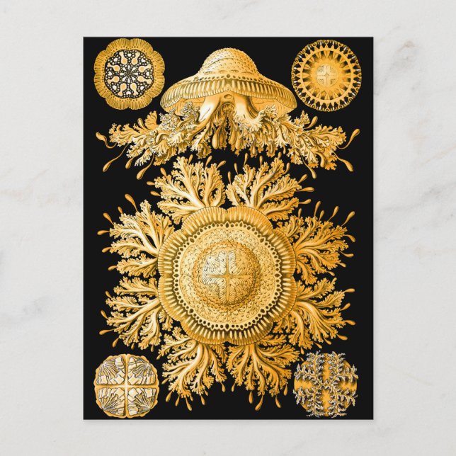 Cartão Postal medusa (Frente)