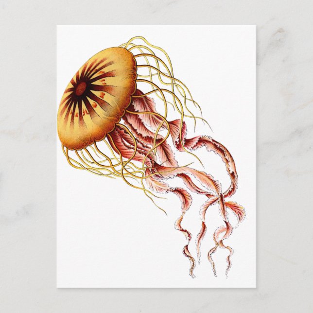 Cartão Postal medusa (Frente)