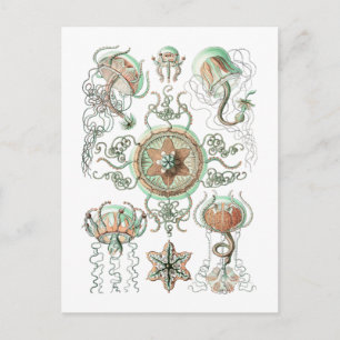 Cartão Postal medusa