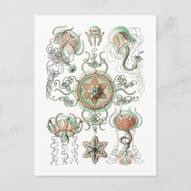 Cartão Postal medusa (Frente)