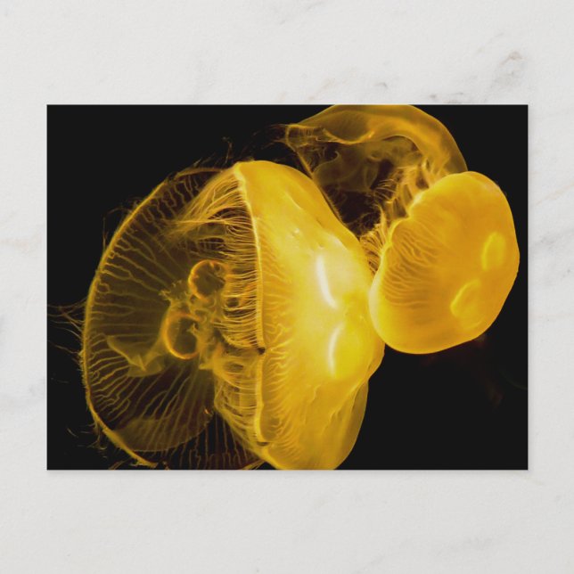 Cartão Postal medusa (Frente)