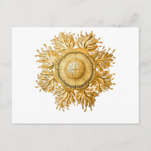 Cartão Postal medusa