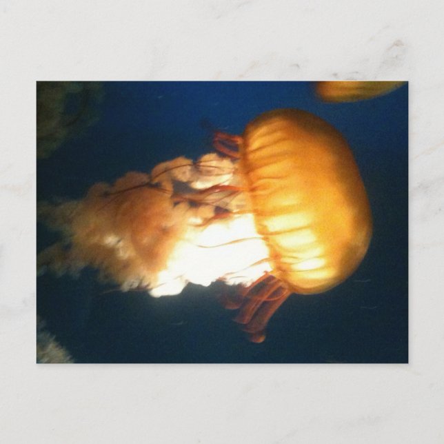 Cartão Postal medusa amarela (Frente)