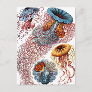 Cartão Postal Medusa Antiga por Ernst Haeckel, Discomedusae
