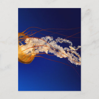 Cartão Postal Medusas