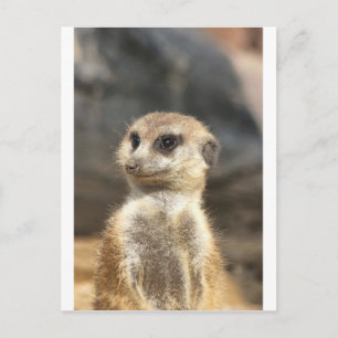 Cartão Postal Meercat