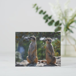 Cartão postal Meercat
