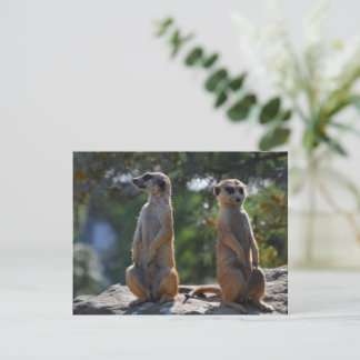 Cartão postal Meercat