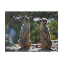 Cartão postal Meercat
