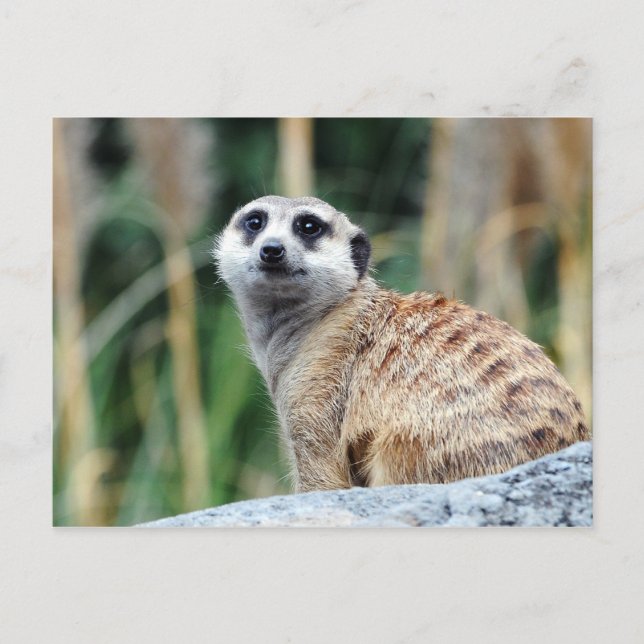 Cartão postal Meercat (Frente)